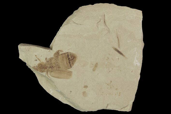 Beetle Fossil- Green River Formation, Utah #101564